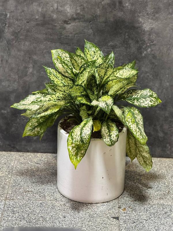 گلدان گیاه آگنونما برفی