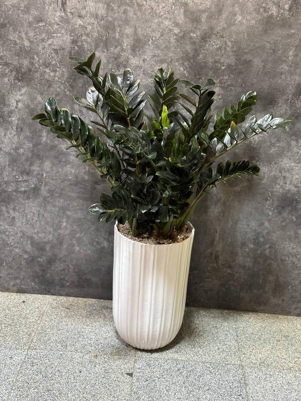 گیاه آپارتمانی زاموفیلیا بلک