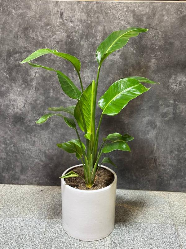 گلدان گیاه نخل نیکولای