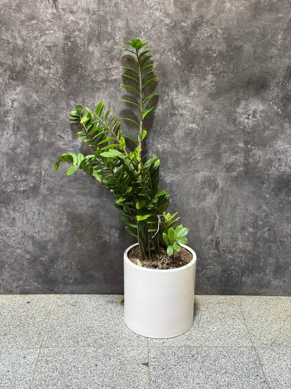 گیاه آپارتمانی زاموفیلیا