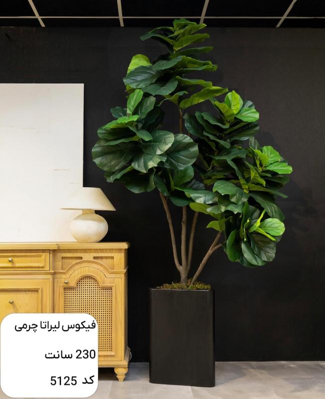درختچه مصنوعی فیکوس لیراتا چرمی - مناسب دکوراسیون شرکت ها 