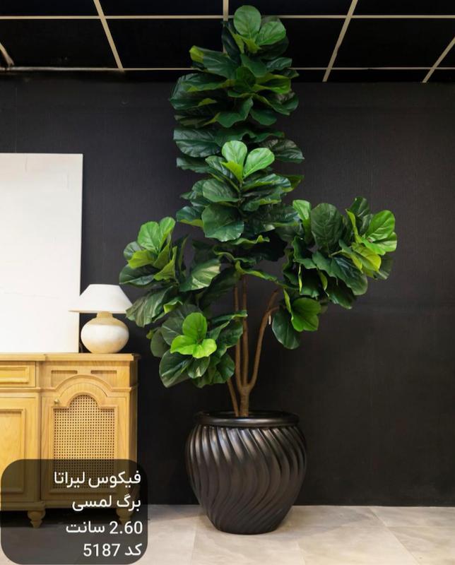 درختچه مصنوعی فیکوس لیراتا 