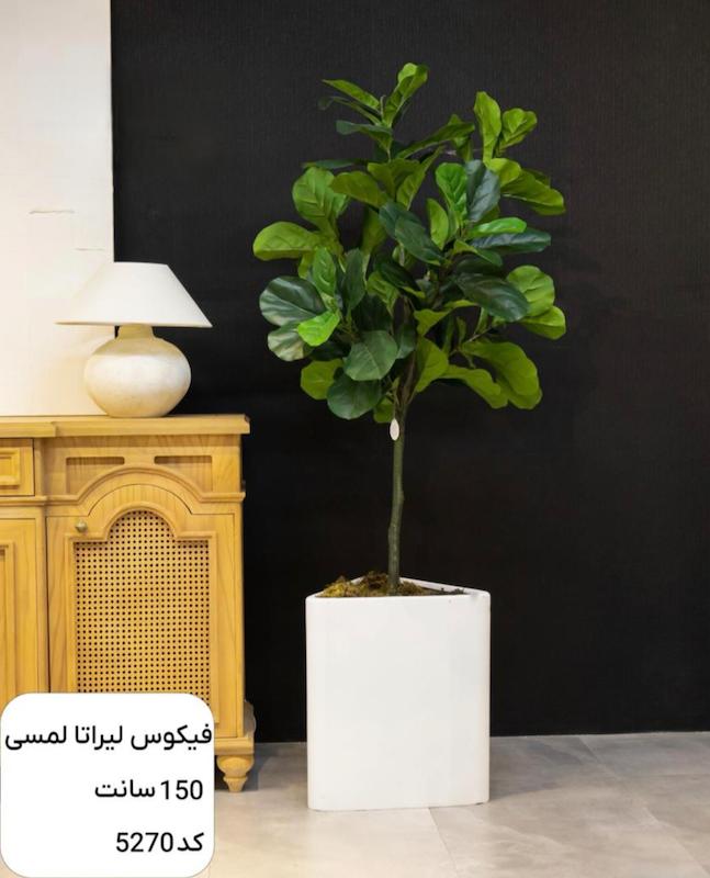 درختچه مصنوعی فیکوس لیراتا لمسی 