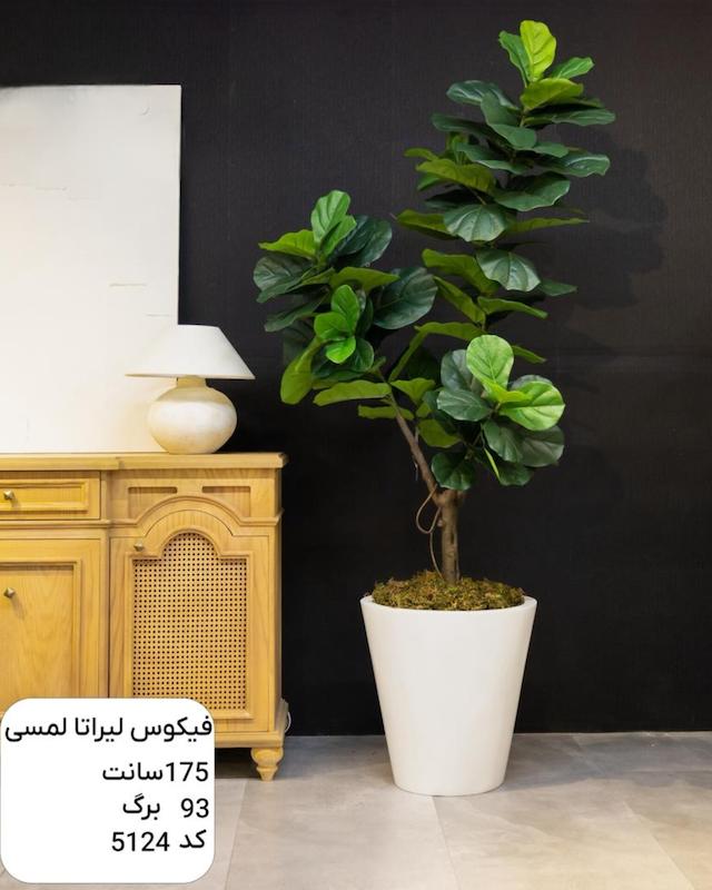 درختچه مصنوعی فیکوس لیراتا- ارتفاع ۱ متر و ۷۵ سانتی متر
