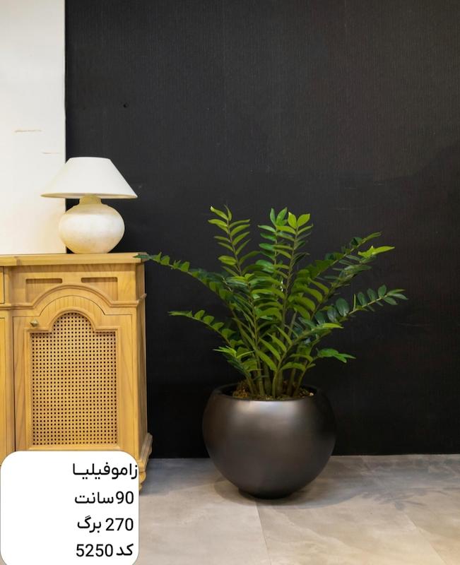 درختچه مصنوعی زاموفیلیا