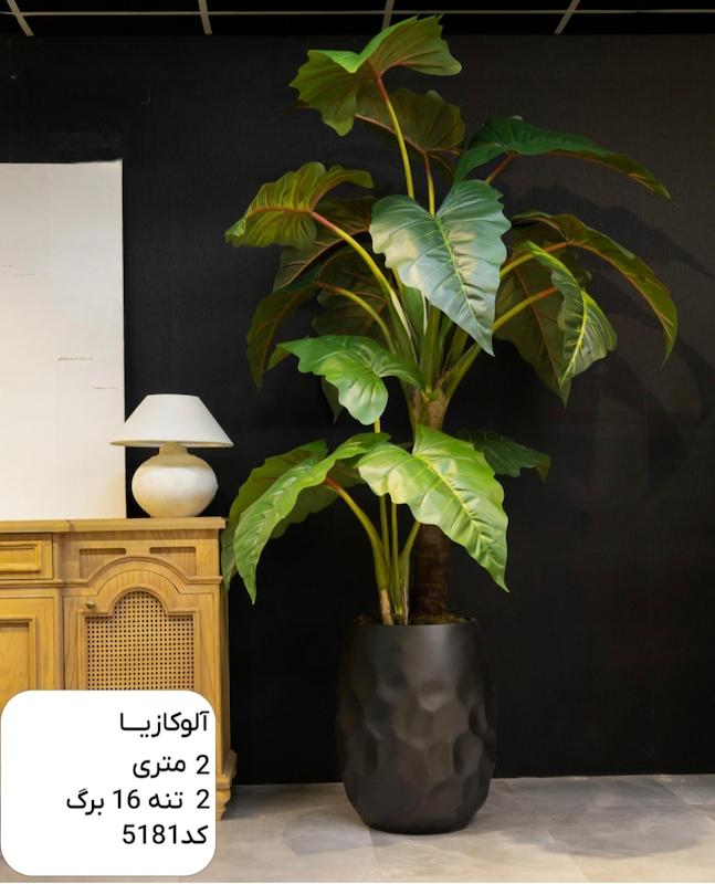 درختچه مصنوعی آلوکازیا