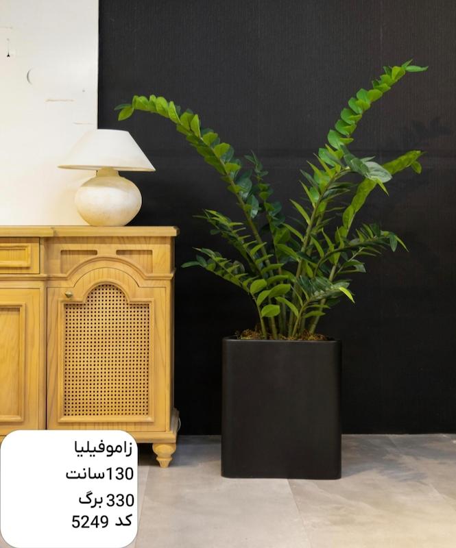 درختچه مصنوعی زاموفیلیا