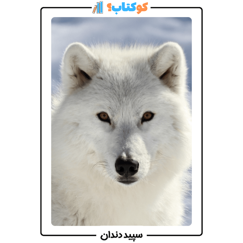 کتاب سپید دندان