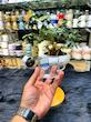 فنجان قهوه خوری, فنجان شیشه‌ای, فنجان ۶ ضلعی, فنجان DELI, فنجان قهوه, فنجان اسپرسو, ست فنجان 6 عددی, ظروف پذیرایی, لوازم خانه و آشپزخانه, لوازم کافی شاپ