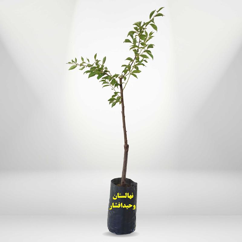 خرید نهال آنجلینو