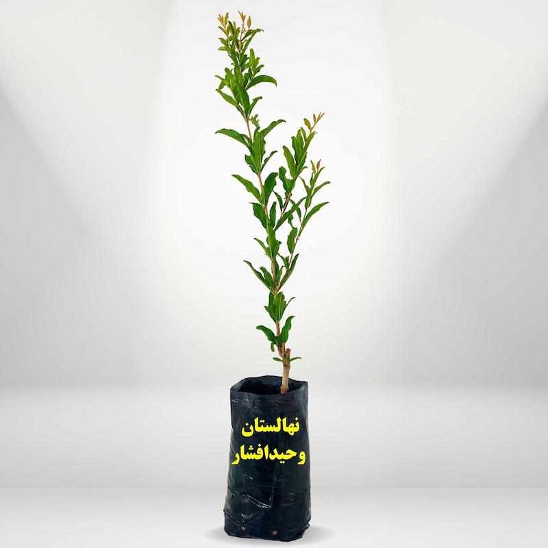 خرید نهال انار ساوه