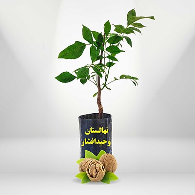 خرید نهال گردو چندلر