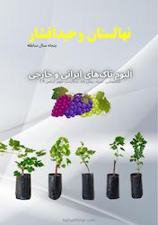 تاک (انگور)