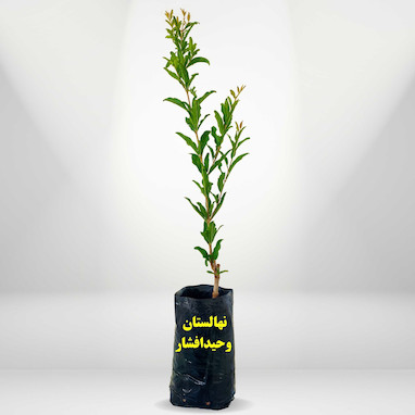 معرفی نهال انار