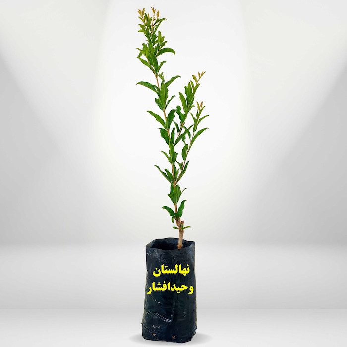 معرفی نهال انار