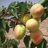 نهال زردآلو انبه ای