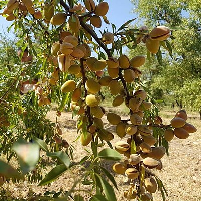 نهال بادام تونو