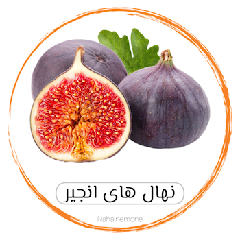 انواع انجیر