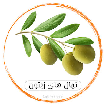 انواع زیتون
