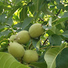 نهال گردو فرنور پیوندی