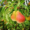 نهال گلابی دوشیز
