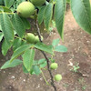 نهال گردو فرنور پیوندی
