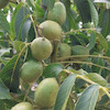 نهال گردو فرنور پیوندی