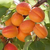 نهال زردآلو تبرزه