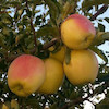 نهال سیب گالا
