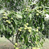 نهال گردو ژنوتیپ آمریکایی