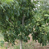 نهال گردو ژنوتیپ آمریکایی
