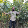 نهال گردو بلغاری هیولا