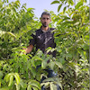 نهال گردو فرانکت گرده افشان