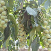 نهال گردو خوشه ای