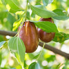 نهال پیوندی عناب اوکراینی (خرمایی)
