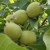 نهال گردو ژنوتیپ آمریکایی