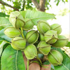 نهال گردو پیکان آمریکایی