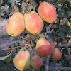 نهال گلابی درگزی