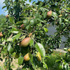 نهال گلابی درگزی
