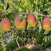 نهال گلابی درگزی