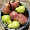 نهال گلابی درگزی