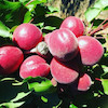 نهال زردآلو ویکات قرمز