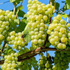 نهال انگور عسگری