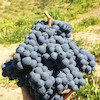 نهال انگور سیاه سردشت