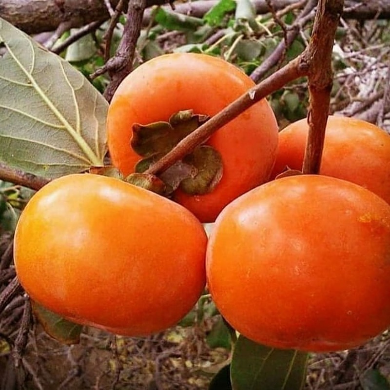 نهال خرمالو گوجه ای