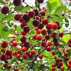 نهال آلبالو گیسی