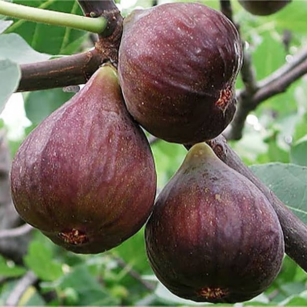 نهال انجیر گلابی