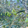 نهال زیتون ماری