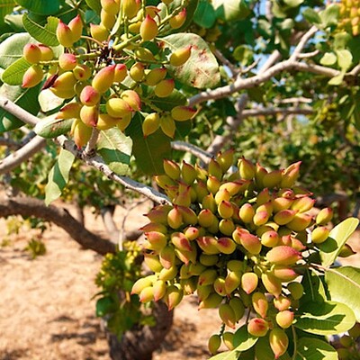 نهال پسته یوسی وان