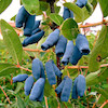 نهال هانی بری